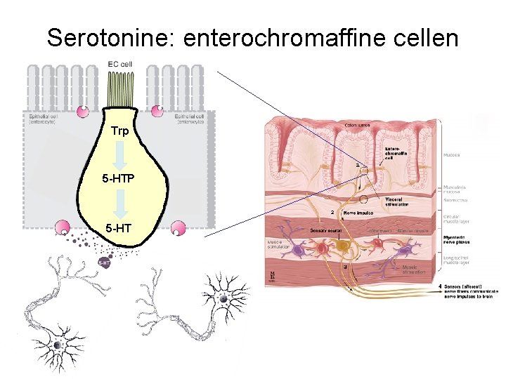 Serotonine: enterochromaffine cellen Trp 5 -HTP 5 -HT 