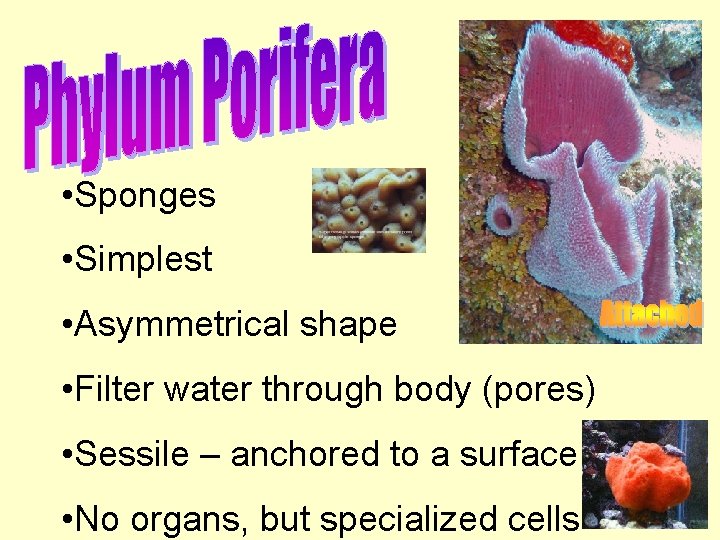  • Sponges • Simplest • Asymmetrical shape • Filter water through body (pores)