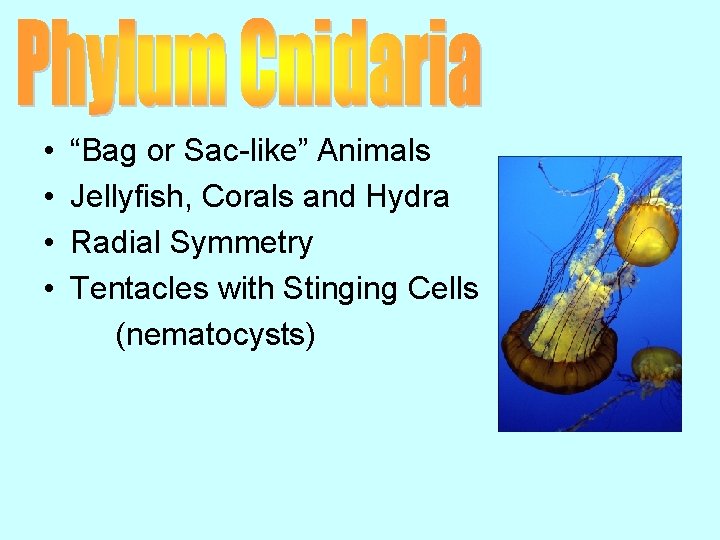  • • “Bag or Sac-like” Animals Jellyfish, Corals and Hydra Radial Symmetry Tentacles