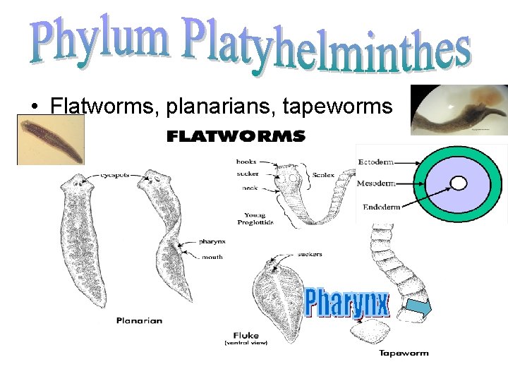  • Flatworms, planarians, tapeworms • Bilaterial symmetry • Tissues – Endoderm, Ectoderm &