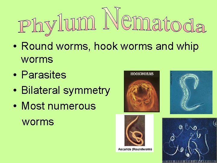  • Round worms, hook worms and whip worms • Parasites • Bilateral symmetry