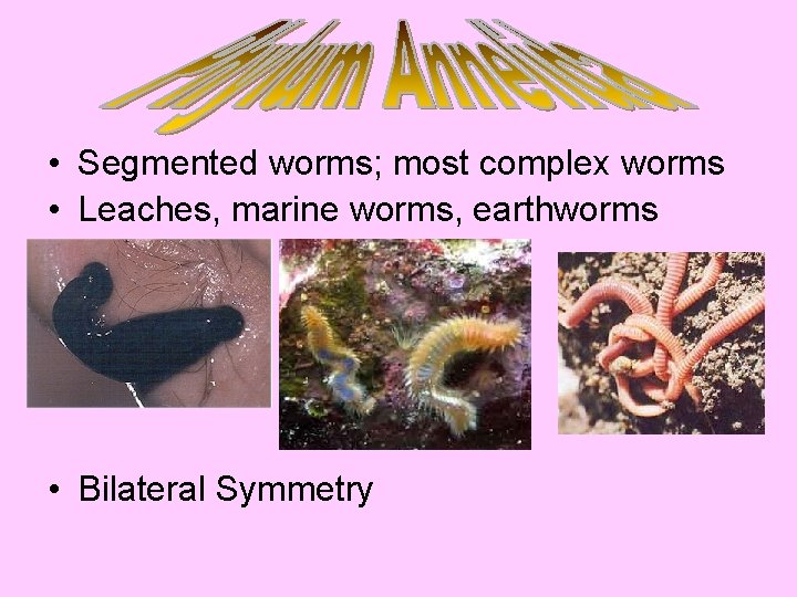  • Segmented worms; most complex worms • Leaches, marine worms, earthworms • Bilateral