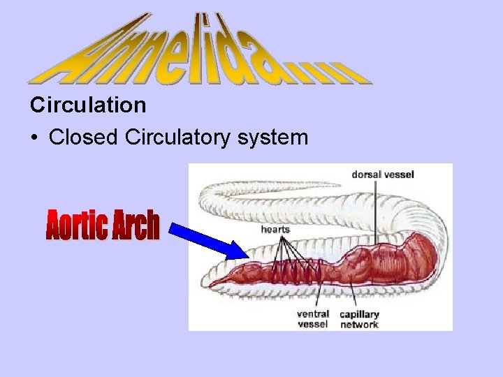 Circulation • Closed Circulatory system 