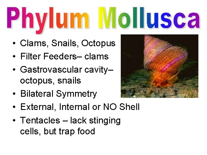  • Clams, Snails, Octopus • Filter Feeders– clams • Gastrovascular cavity– octopus, snails