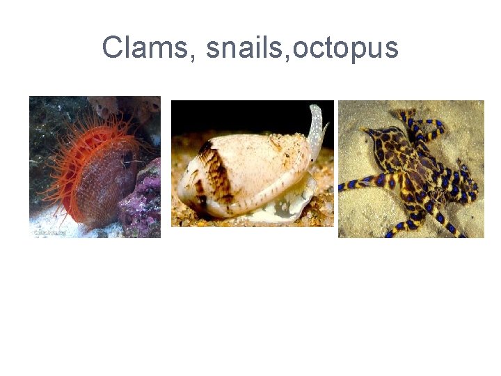 Clams, snails, octopus 