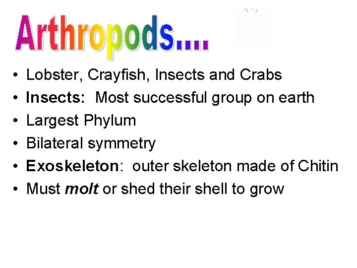  • • • Lobster, Crayfish, Insects and Crabs Insects: Most successful group on