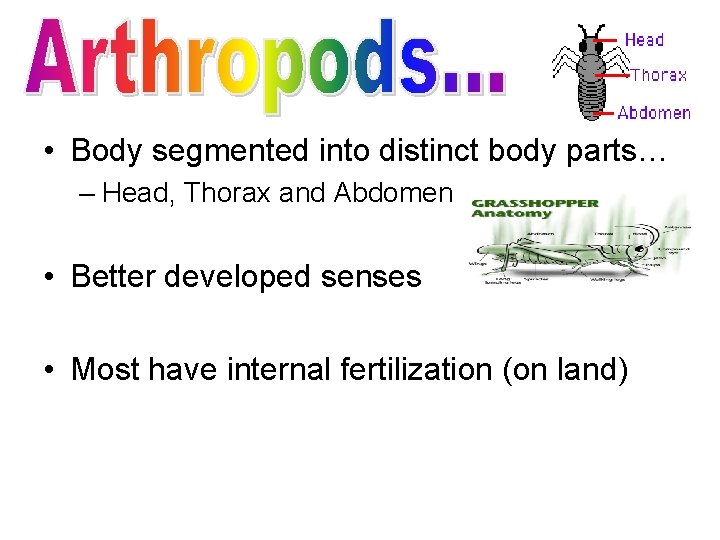  • Body segmented into distinct body parts… – Head, Thorax and Abdomen •