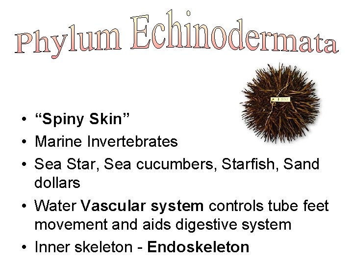  • “Spiny Skin” • Marine Invertebrates • Sea Star, Sea cucumbers, Starfish, Sand