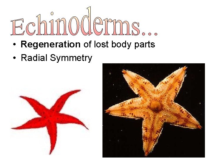  • Regeneration of lost body parts • Radial Symmetry 