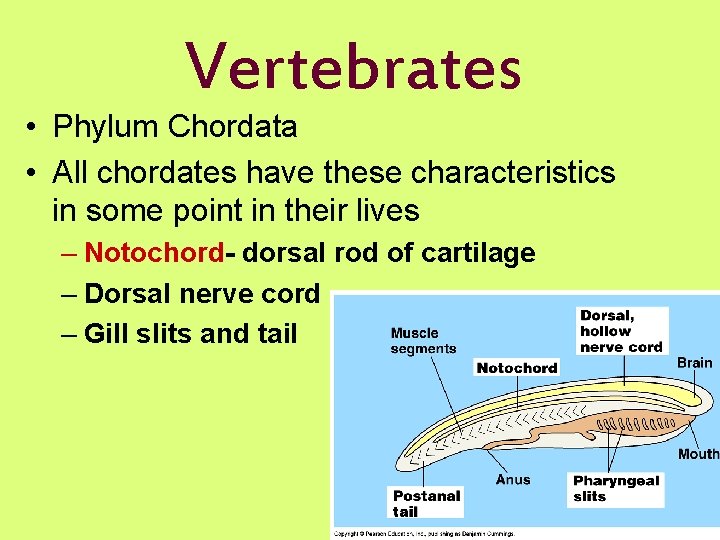 Vertebrates • Phylum Chordata • All chordates have these characteristics in some point in