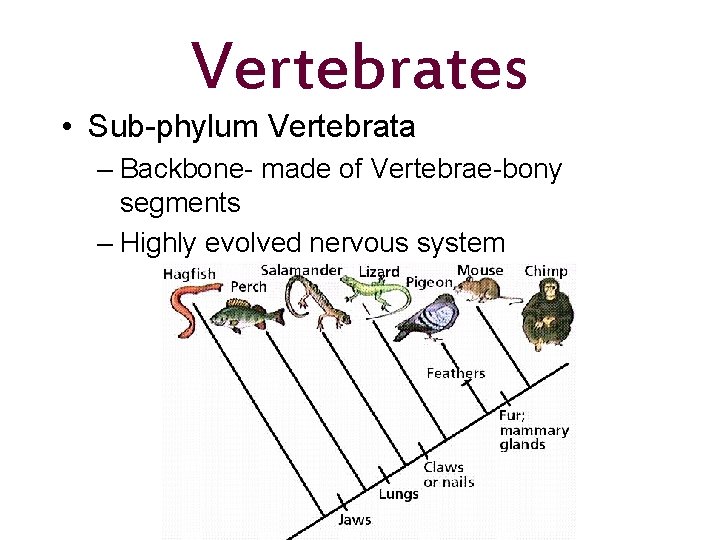 Vertebrates • Sub-phylum Vertebrata – Backbone- made of Vertebrae-bony segments – Highly evolved nervous
