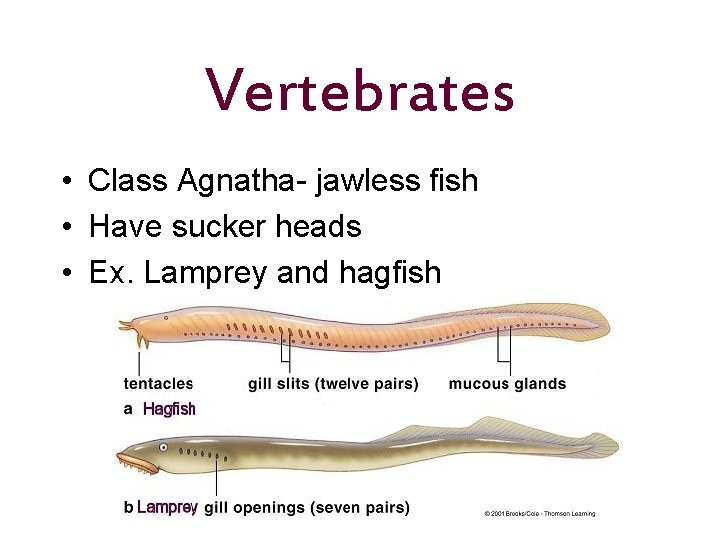 Vertebrates • Class Agnatha- jawless fish • Have sucker heads • Ex. Lamprey and