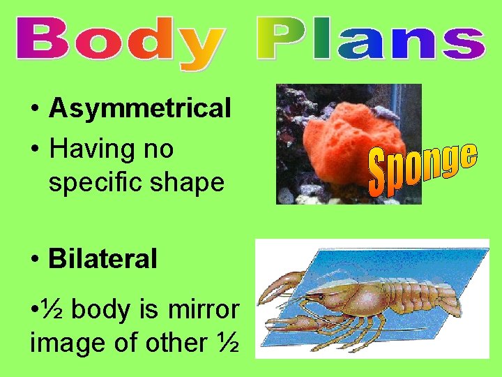  • Asymmetrical • Having no specific shape • Bilateral • ½ body is