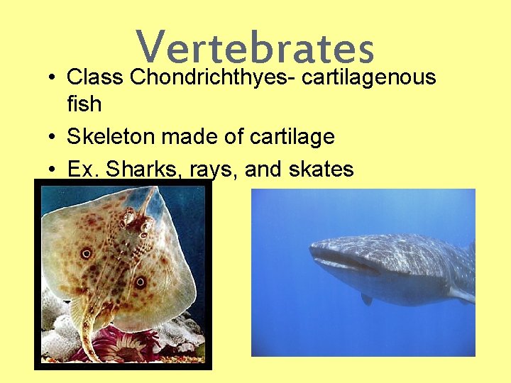 Vertebrates • Class Chondrichthyes- cartilagenous fish • Skeleton made of cartilage • Ex. Sharks,