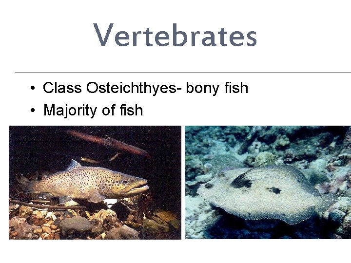 Vertebrates • Class Osteichthyes- bony fish • Majority of fish 
