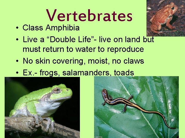 Vertebrates • Class Amphibia • Live a “Double Life”- live on land but must