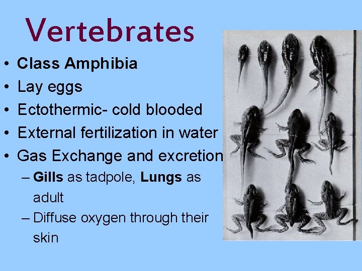 Vertebrates • • • Class Amphibia Lay eggs Ectothermic- cold blooded External fertilization in