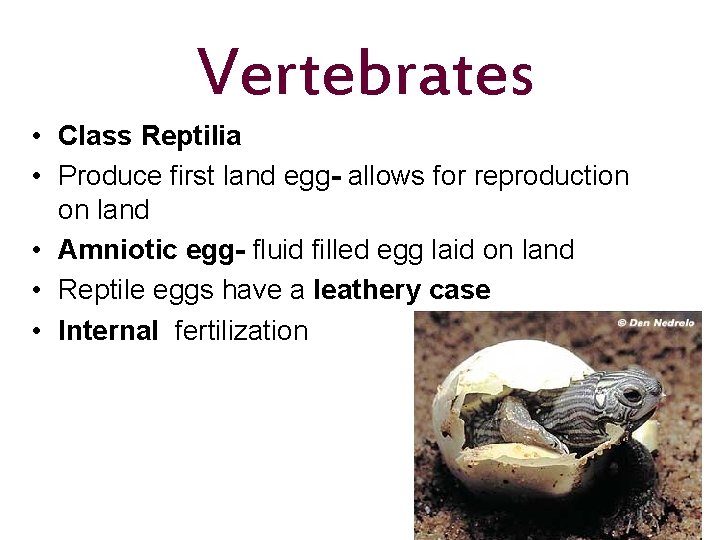 Vertebrates • Class Reptilia • Produce first land egg- allows for reproduction on land