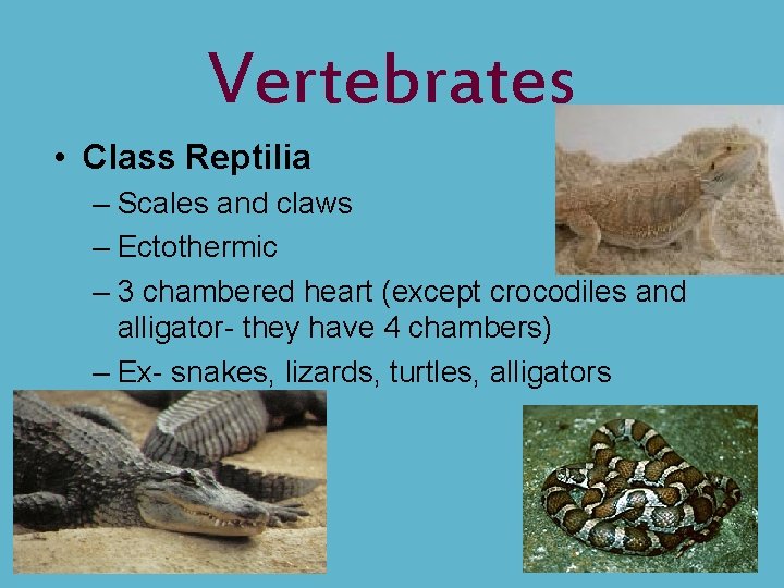 Vertebrates • Class Reptilia – Scales and claws – Ectothermic – 3 chambered heart
