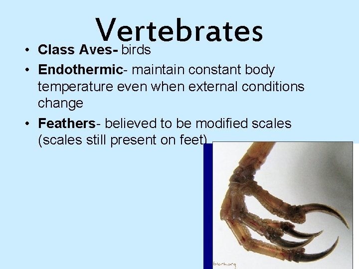 Vertebrates • Class Aves- birds • Endothermic- maintain constant body temperature even when external
