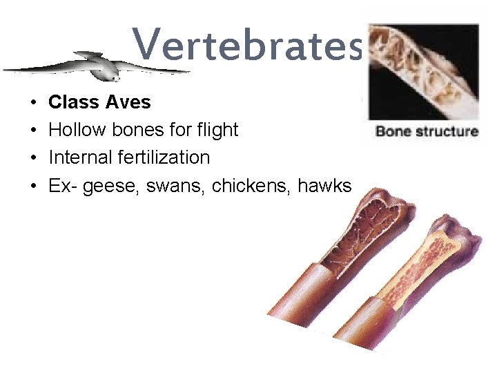 Vertebrates • • Class Aves Hollow bones for flight Internal fertilization Ex- geese, swans,