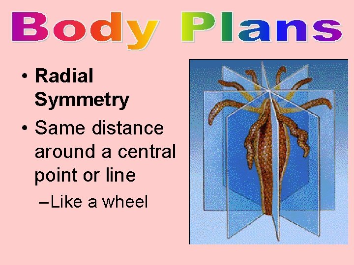  • Radial Symmetry • Same distance around a central point or line –