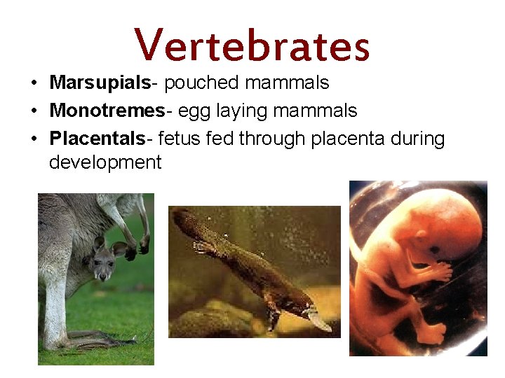 Vertebrates • Marsupials- pouched mammals • Monotremes- egg laying mammals • Placentals- fetus fed