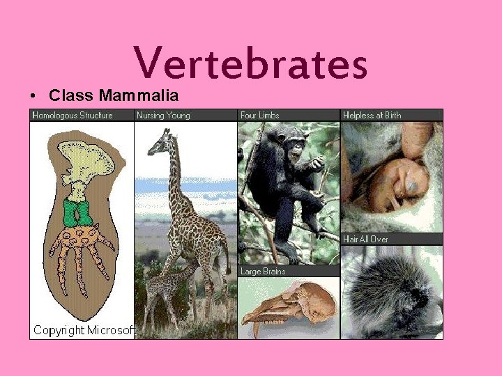  • • Vertebrates Class Mammalia Insulation- hair on body Endothermic Legs under body