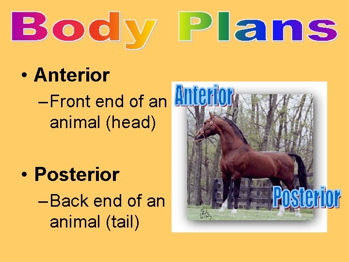 • Anterior – Front end of an animal (head) • Posterior – Back