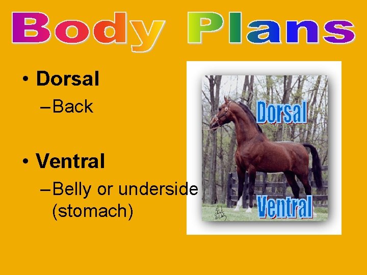  • Dorsal – Back • Ventral – Belly or underside (stomach) 