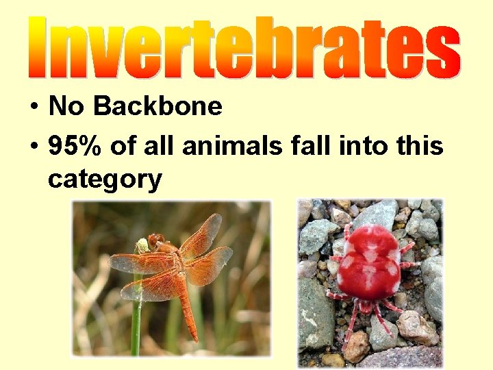  • No Backbone • 95% of all animals fall into this category 