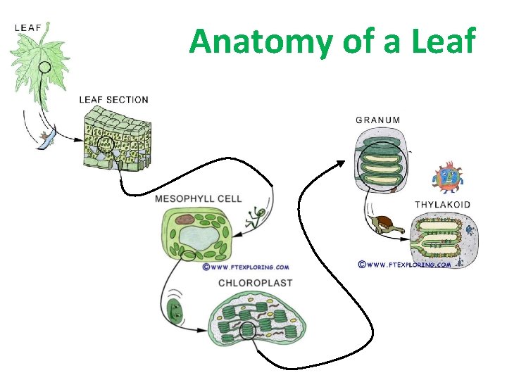 Anatomy of a Leaf 