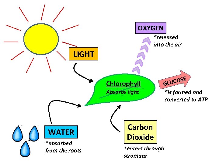 OXYGEN *released into the air LIGHT Chlorophyll Absorbs light WATER *absorbed from the roots