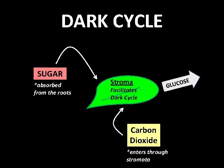 DARK CYCLE SUGAR *absorbed from the roots Stroma Facilitates Dark Cycle SE O C