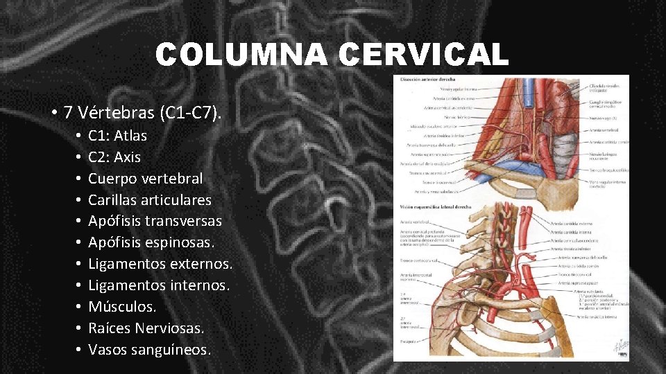 COLUMNA CERVICAL • 7 Vértebras (C 1 -C 7). • • • C 1: