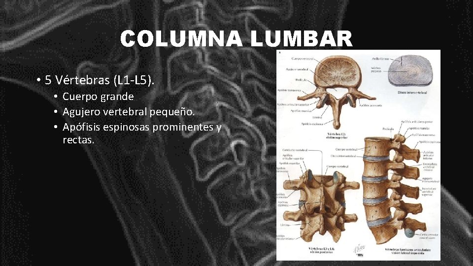 COLUMNA LUMBAR • 5 Vértebras (L 1 -L 5). • Cuerpo grande • Agujero