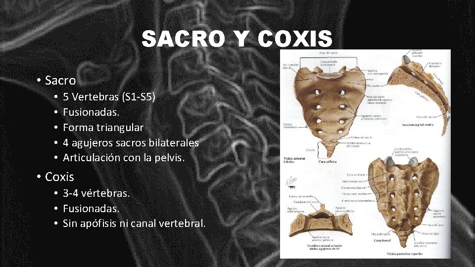 SACRO Y COXIS • Sacro • • • 5 Vertebras (S 1 -S 5)