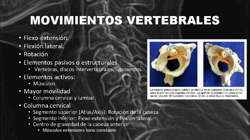MOVIMIENTOS VERTEBRALES • • Flexo-extensión. Flexión lateral. Rotación Elementos pasivos o estructurales. • Vertebras,