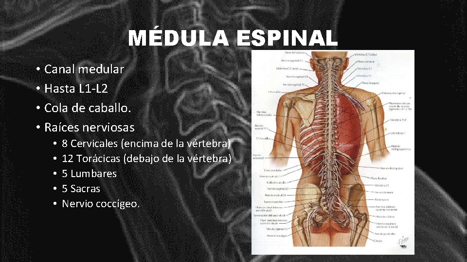 MÉDULA ESPINAL • Canal medular • Hasta L 1 -L 2 • Cola de