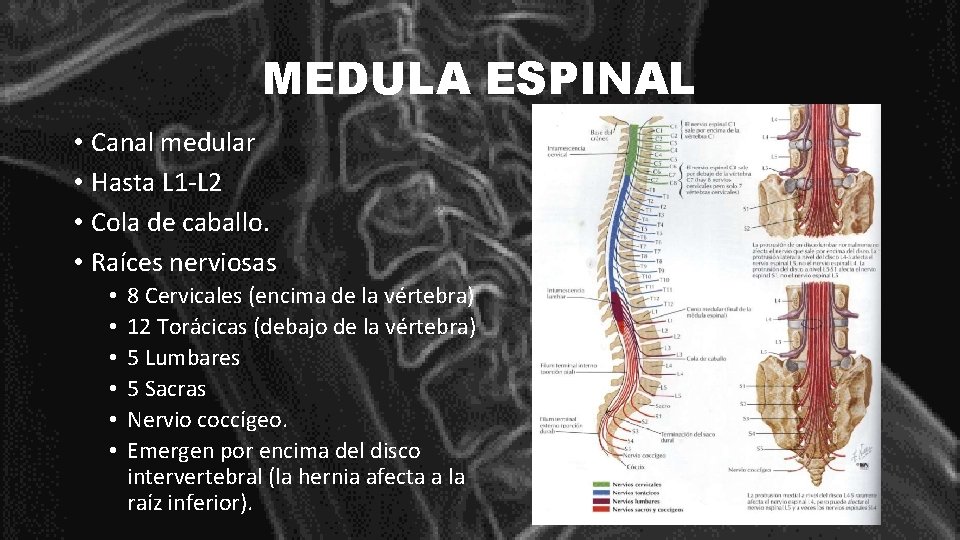 MEDULA ESPINAL • Canal medular • Hasta L 1 -L 2 • Cola de