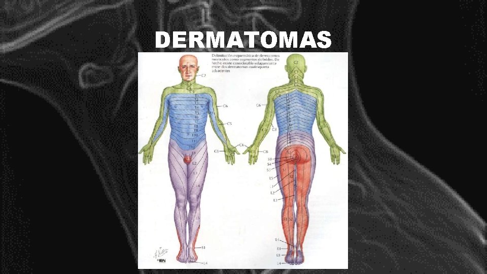 DERMATOMAS 