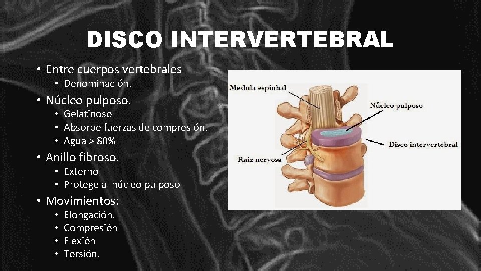 DISCO INTERVERTEBRAL • Entre cuerpos vertebrales • Denominación. • Núcleo pulposo. • Gelatinoso •