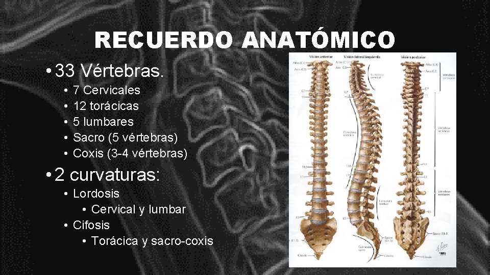 RECUERDO ANATÓMICO • 33 Vértebras. • • • 7 Cervicales 12 torácicas 5 lumbares