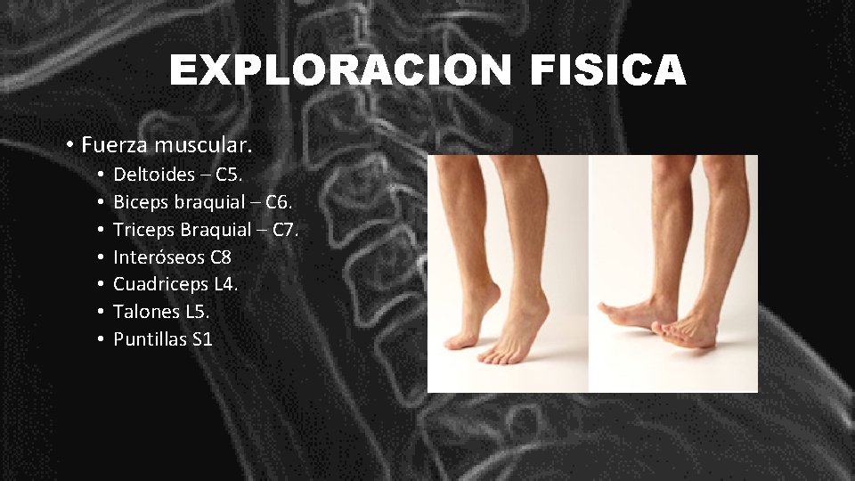 EXPLORACION FISICA • Fuerza muscular. • • Deltoides – C 5. Biceps braquial –