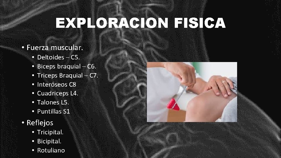 EXPLORACION FISICA • Fuerza muscular. • • Deltoides – C 5. Biceps braquial –