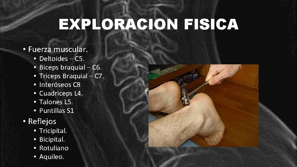 EXPLORACION FISICA • Fuerza muscular. • • Deltoides – C 5. Biceps braquial –