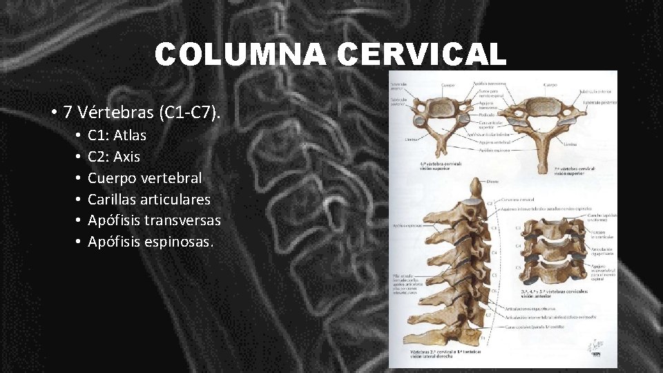 COLUMNA CERVICAL • 7 Vértebras (C 1 -C 7). • • • C 1:
