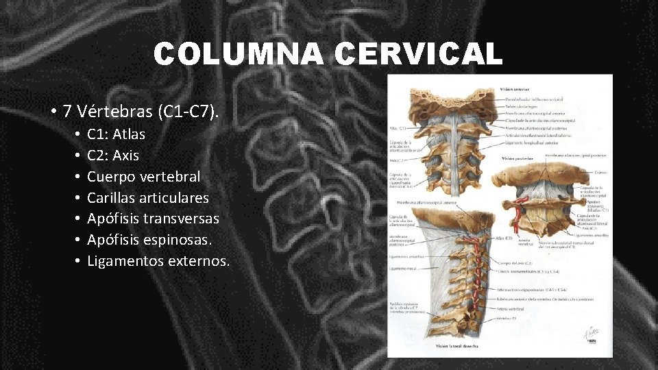 COLUMNA CERVICAL • 7 Vértebras (C 1 -C 7). • • C 1: Atlas