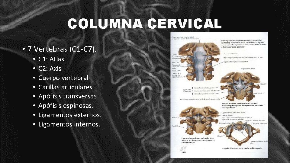 COLUMNA CERVICAL • 7 Vértebras (C 1 -C 7). • • C 1: Atlas