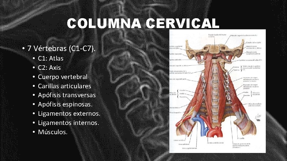 COLUMNA CERVICAL • 7 Vértebras (C 1 -C 7). • • • C 1: